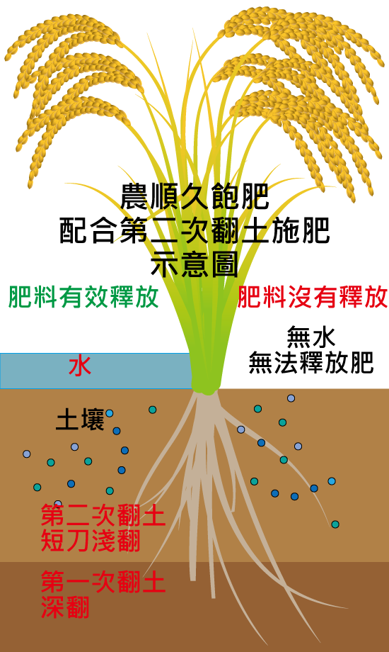 S型釋放曲線 一期 二期 分蘗 水稻 水稻 大米 水稻分蘗 水稻生育 水稻生育期 水稻生長 水稻生長期 水稻用什麼肥料 水稻用肥料 水稻收割 水稻收割機 水稻和乾旱 水稻肥料 水稻肥料推薦用量 水稻肥料種類 水稻肥料種類 水稻育苗 水稻品種 水稻施肥 水稻研究 水稻科學 水稻倒伏 水稻栽培 水稻病蟲 水稻病蟲害 水稻紋枯病 水稻專用 水稻粒肥 水稻種植 水稻管理 水稻穗肥時機 水稻曬田 包膜肥料 包膜複合肥料 台灣水稻 孕穗 田間實驗 示範田 合理化施肥 合理施肥 抗倒伏 抽穗期 施肥 施肥機 追肥 省力 省工 省肥 省時 倒伏 側身施肥 控制釋放肥 提高肥料 插秧機 氮磷鉀 減少施肥 減少環境汙染 微量元素 試驗田 裹覆複合肥料 複合肥料 稻米 稻熱病 機器施肥 環保 穗肥 簡單施肥 釋放肥