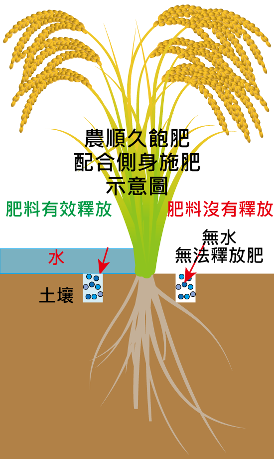 S型釋放曲線 一期 二期 分蘗 水稻 水稻 大米 水稻分蘗 水稻生育 水稻生育期 水稻生長 水稻生長期 水稻用什麼肥料 水稻用肥料 水稻收割 水稻收割機 水稻和乾旱 水稻肥料 水稻肥料推薦用量 水稻肥料種類 水稻肥料種類 水稻育苗 水稻品種 水稻施肥 水稻研究 水稻科學 水稻倒伏 水稻栽培 水稻病蟲 水稻病蟲害 水稻紋枯病 水稻專用 水稻粒肥 水稻種植 水稻管理 水稻穗肥時機 水稻曬田 包膜肥料 包膜複合肥料 台灣水稻 孕穗 田間實驗 示範田 合理化施肥 合理施肥 抗倒伏 抽穗期 施肥 施肥機 追肥 省力 省工 省肥 省時 倒伏 側身施肥 控制釋放肥 提高肥料 插秧機 氮磷鉀 減少施肥 減少環境汙染 微量元素 試驗田 裹覆複合肥料 複合肥料 稻米 稻熱病 機器施肥 環保 穗肥 簡單施肥 釋放肥