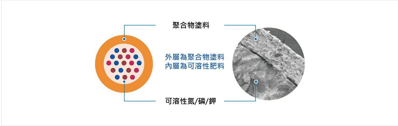 S型釋放曲線 一期 二期 分蘗 水稻 水稻 大米 水稻分蘗 水稻生育 水稻生育期 水稻生長 水稻生長期 水稻用什麼肥料 水稻用肥料 水稻收割 水稻收割機 水稻和乾旱 水稻肥料 水稻肥料推薦用量 水稻肥料種類 水稻肥料種類 水稻育苗 水稻品種 水稻施肥 水稻研究 水稻科學 水稻倒伏 水稻栽培 水稻病蟲 水稻病蟲害 水稻紋枯病 水稻專用 水稻粒肥 水稻種植 水稻管理 水稻穗肥時機 水稻曬田 包膜肥料 包膜複合肥料 台灣水稻 孕穗 田間實驗 示範田 合理化施肥 合理施肥 抗倒伏 抽穗期 施肥 施肥機 追肥 省力 省工 省肥 省時 倒伏 側身施肥 控制釋放肥 提高肥料 插秧機 氮磷鉀 減少施肥 減少環境汙染 微量元素 試驗田 裹覆複合肥料 複合肥料 稻米 稻熱病 機器施肥 環保 穗肥 簡單施肥 釋放肥